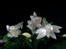 Christmas flowers