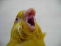 セキセイインコのヘアカタログ The hair catalogue of the budgerigar