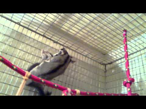 how to love sugar glider