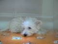 videos de Westy Hembra STA REF:199