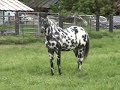 DREA EAGLESTUDSUNDY AGE 22 MONTHS