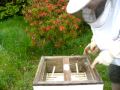 bee-inspection