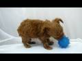 videos de 054