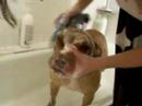 Zoe Getting Scrubbed...She Doesn\ Zoe Getting Scrubbed...She Doesn\