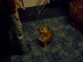 ?mieszne psy
