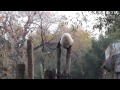 Panda climbs onto tree trunk