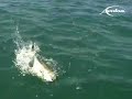 FIshing in Cuba (Jack Crevalle) FIshing in Cuba (Jack Crevalle)