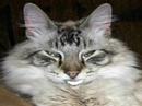 el gato de el año(the cat of the year)