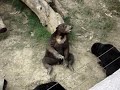 壽山動物園的台灣黑熊