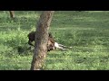 Wild boar eating a spotted deer Kabini