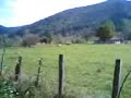 Vacche al pascolo colma di Sormano Vacche al pascolo colma di Sormano