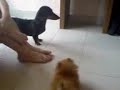 DoDo & BonBon