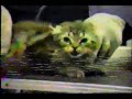 pro vie animal   partie 1