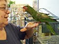 Picard, 1-legged Mitred Conure at the shelter