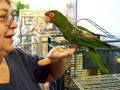 Picard, 1-legged Mitred Conure at the shelter