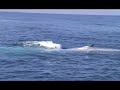 BALLENA AZUL