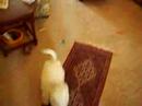 \"Swedie\" running crazy in the house