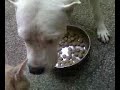 Cani killer?? Cani killer??