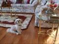 videos de The Little Romo That Could