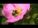 Bee Watching in Maine.....