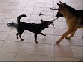 Cute and Happy Dogs!!!