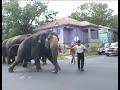 Ringling Bullhook Abuse in Austin, TX Ringling Bullhook Abuse in Austin, TX