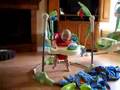 Édouard Campeau dans le jumperoo rainforest