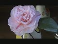 end-of-the-end-paul-mccartney-memory-almost-full.html
