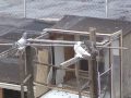 Exotic & Fancy Birds - Fancy Pigeons In Kensignton Brooklyn: