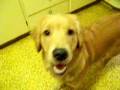 videos de Golden Coyote-A Film By Lisa Palmer