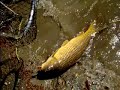 Jake Bishop Monster Carp Part2