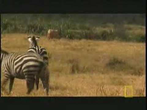 Lone Male Lion confronts four ...