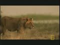 lone male lion confronts four momadic males to fight 