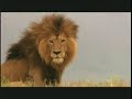 Lone Male Lion confronts four momadic males to fight.