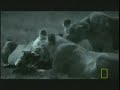 lone male lion confronts four momadic males to fight 