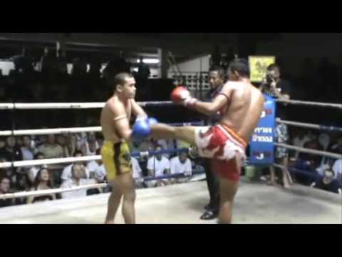 tiger boxer
