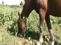 Sony HC7 Slow Motion of Nature