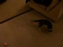 Cat Collar goings on Cat Collar goings on