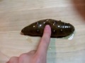 なまこ/sea cucumber