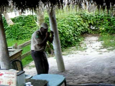 Everglades - Gator Park - Florida