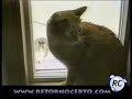 Gatos Comicos - Cats Funny Gatos Comicos - Cats Funny