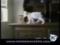 Gatos Comicos - Cats Funny
