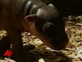 Raw Video: Zoo Shows Off Pygmy Hippo