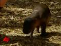 Raw Video: Zoo Shows Off Pygmy Hippo