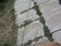 Velociraptors
