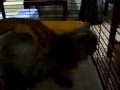 Paula (an abandoned Perian cat)