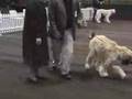 Afgano video