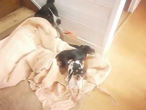 dogue allemand