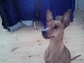 Mikkel Hund Mikkel Hund