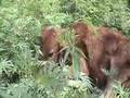 Cow Lounging in Ganja Bush